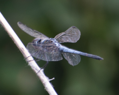Brachydiplax sobrina