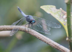 Brachydiplax sobrina