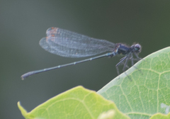 Onychargia atrocyana