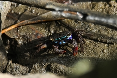 Parasesarma peninsulare