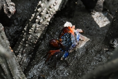 Parasesarma peninsulare