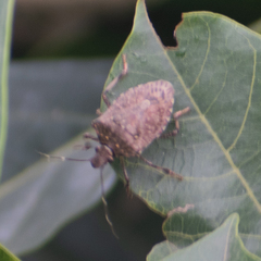 Halyomorpha