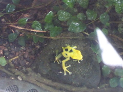 Phyllobates terribilis