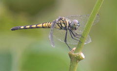 Brachydiplax sobrina