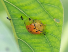 Aspidimorpha miliaris