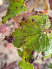 Colomerus vitis