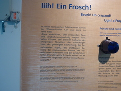 Phyllobates terribilis