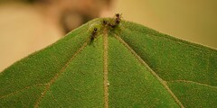 Pheidole