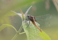 Rhodothemis rufa