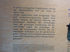 Phyllobates terribilis