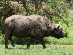 Syncerus caffer caffer