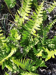 Polypodium cambricum