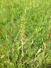 Neottia ovata