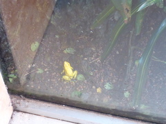 Phyllobates terribilis