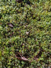 Trifolium subterraneum