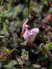 Trifolium subterraneum