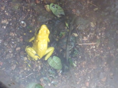 Phyllobates terribilis