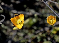 Ornithogalum maculatum