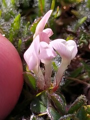 Trifolium subterraneum