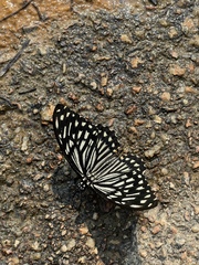 Papilio clytia