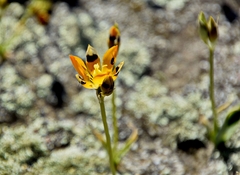 Ornithogalum maculatum