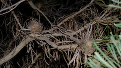 Banksia hookeriana