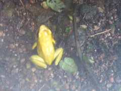 Phyllobates terribilis