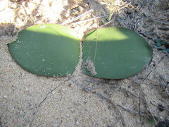 Haemanthus sanguineus