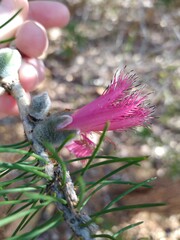 Melaleuca rupestris