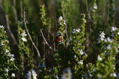Rhynchium oculatum