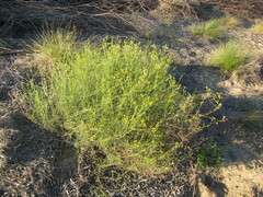 Senecio angustifolius
