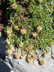 Sideritis hyssopifolia