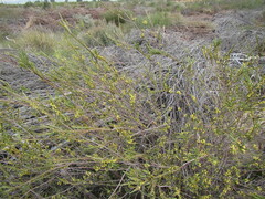 Struthiola ciliata