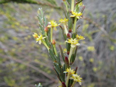 Struthiola ciliata