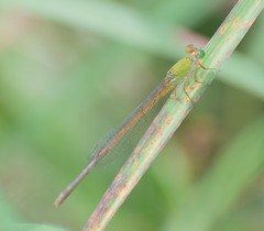 Ceriagrion coromandelianum