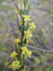 Struthiola ciliata