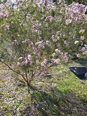 Chamelaucium uncinatum