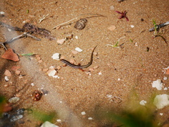 Ctenotus labillardieri