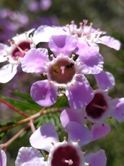 Chamelaucium uncinatum