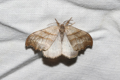 Falcaria lacertinaria