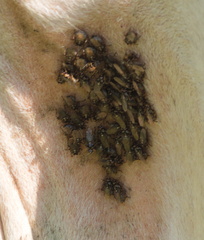 Hippoboscoidea