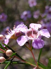 Chamelaucium uncinatum