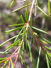 Chamelaucium uncinatum