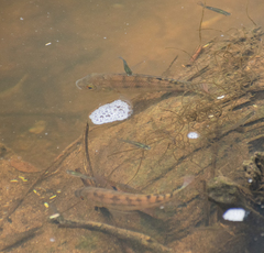 Oreochromis