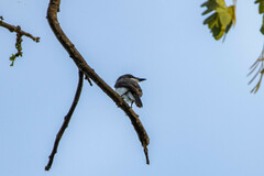 Hemipus hirundinaceus