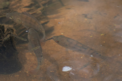 Oreochromis