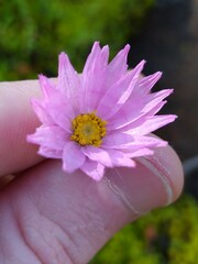 Rhodanthe manglesii