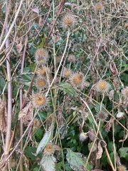 Dipsacus strigosus