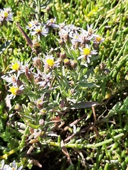 Tripolium pannonicum