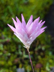 Rhodanthe manglesii